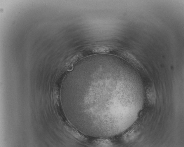 X0000068830322200605121348