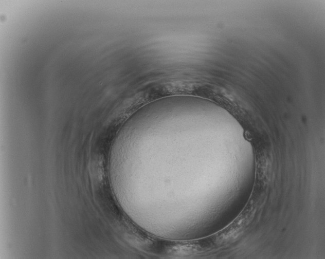 X0000068830323200605121347