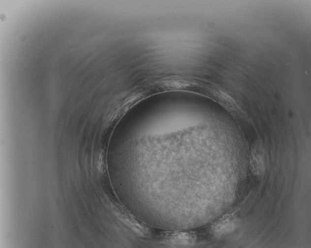 X0000068830330200605121347