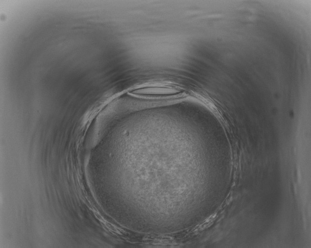 X0000068830337200605121347