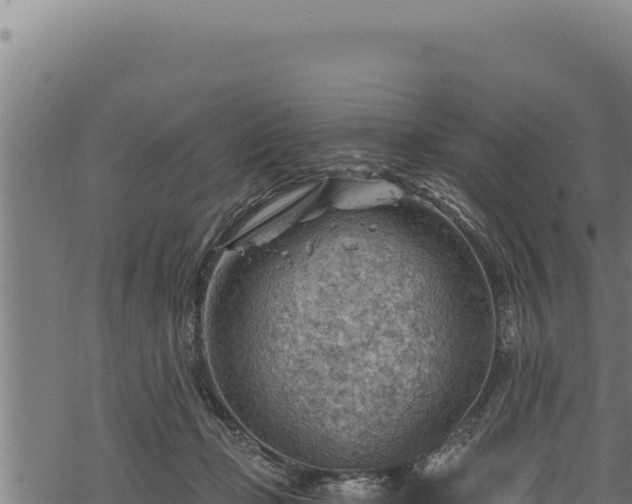 X0000068830365200605121347