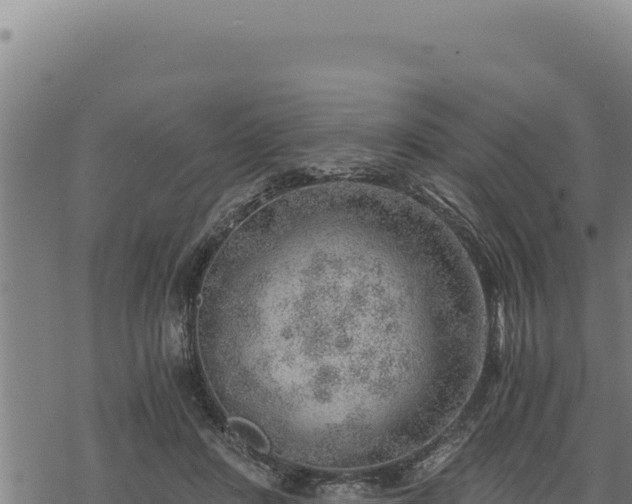 X0000068830408200605121346