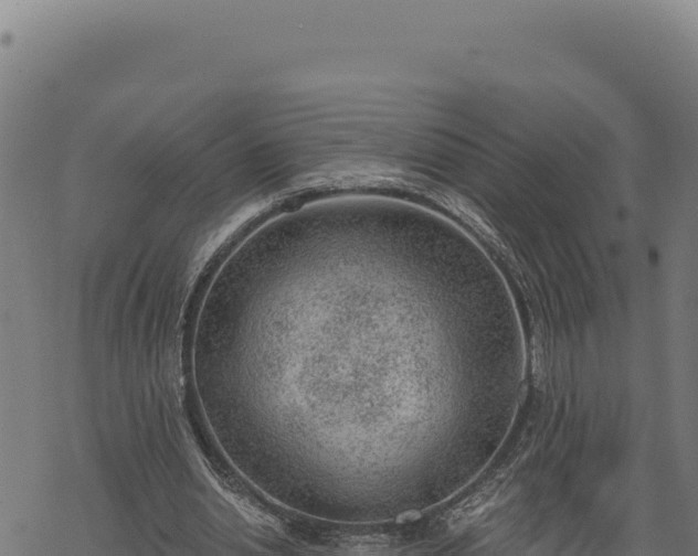 X0000068830438200605121345