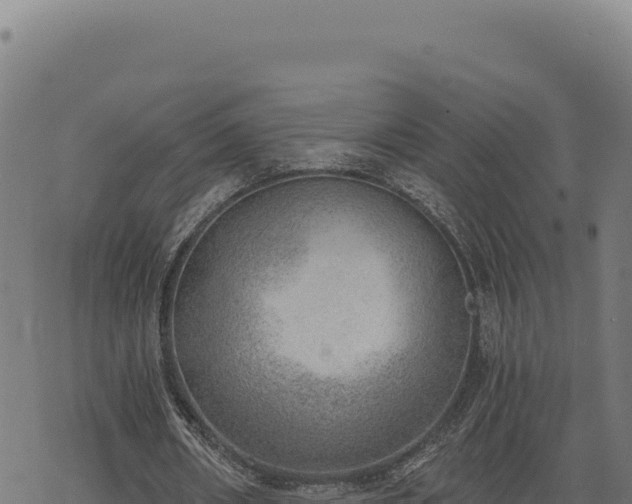 X0000068830482200605121345