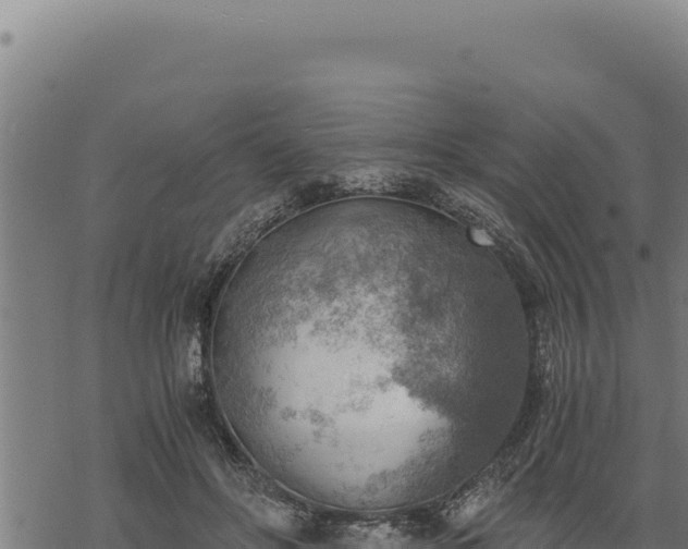 X0000068830502200605121345