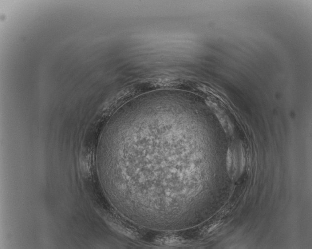 X0000068830503200605121345