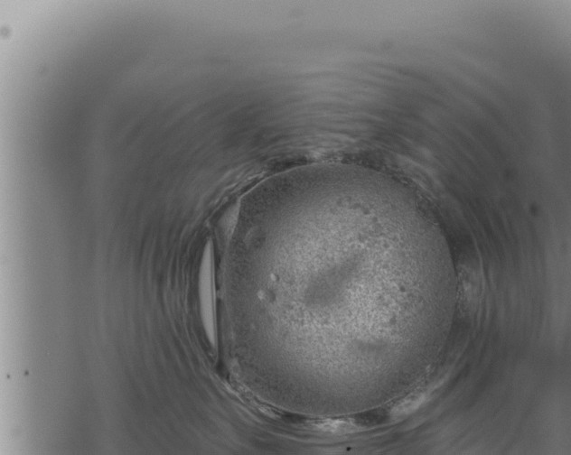 X0000068830527200605121344