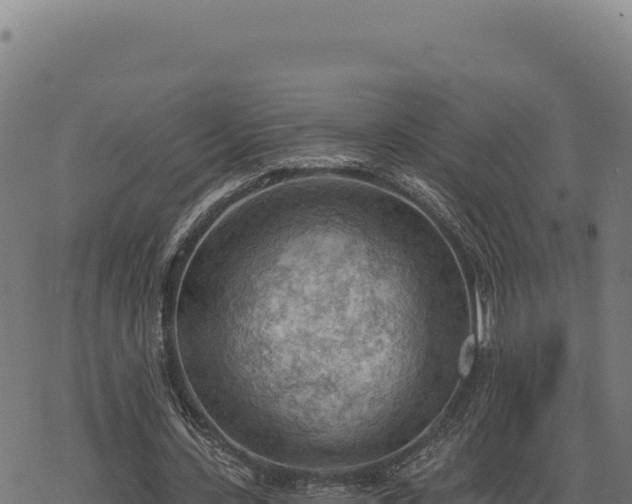 X0000068830531200605121343