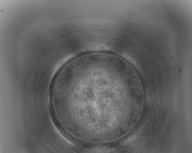 X0000068830630200605121342