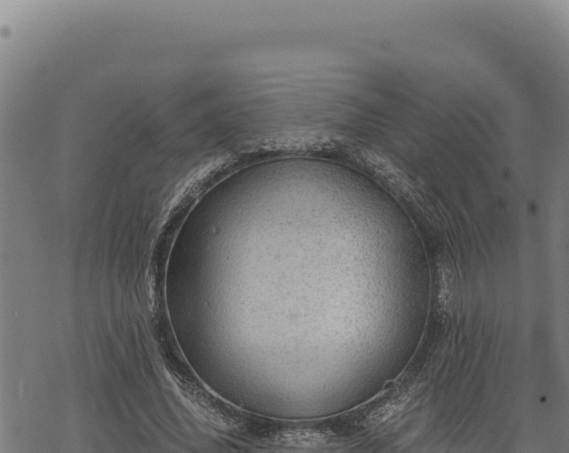 X0000068830636200605121342