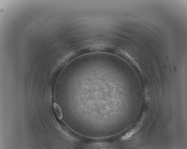 X0000068830637200605121342