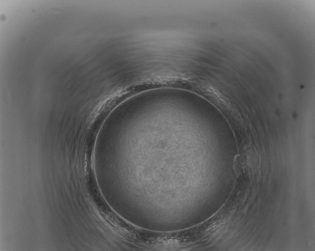 X0000068830640200605121342