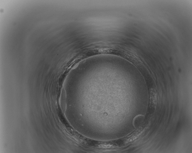 X0000068830650200605121342