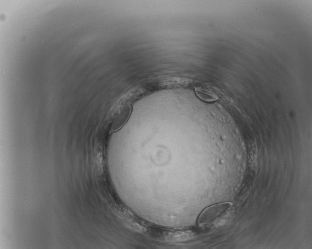 X0000068830716200605121341