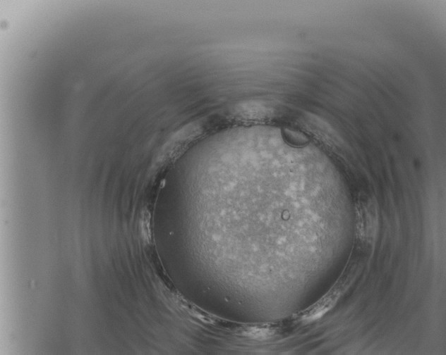 X0000068830718200605121341