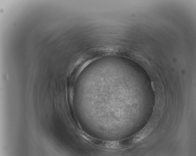 X0000068830720200605121341