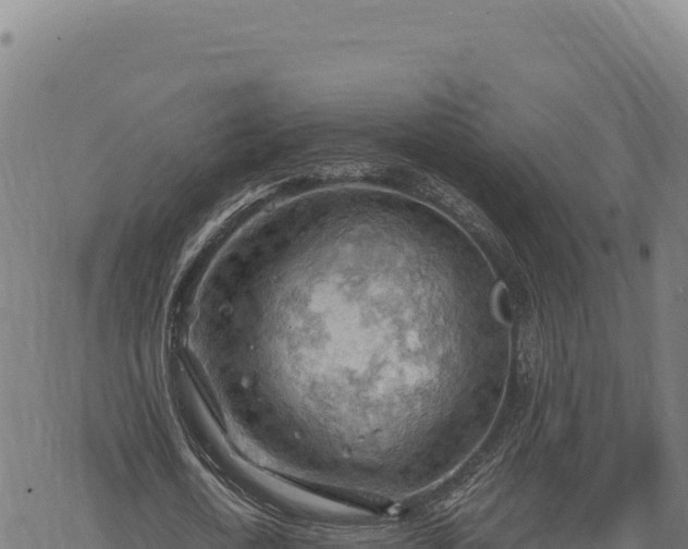 X0000068830722200605121340