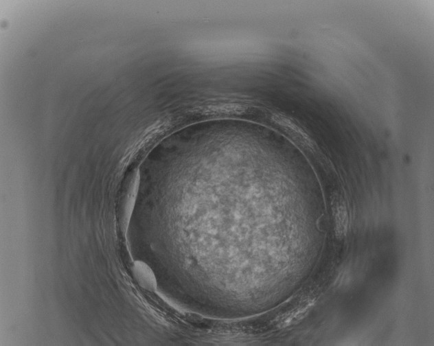 X0000068830729200605121340