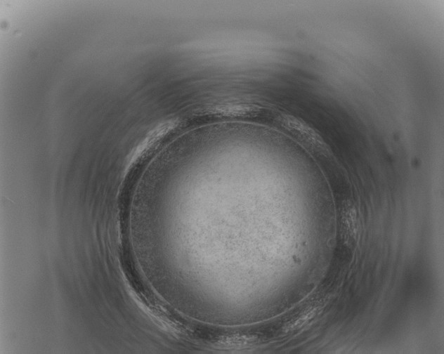 X0000068830734200605121340