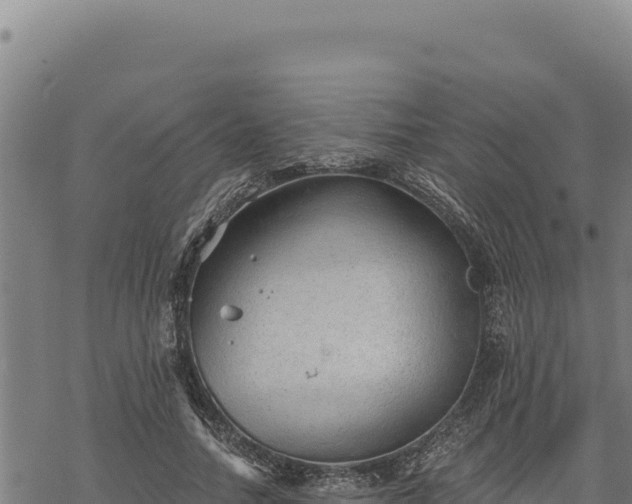 X0000068830738200605121340