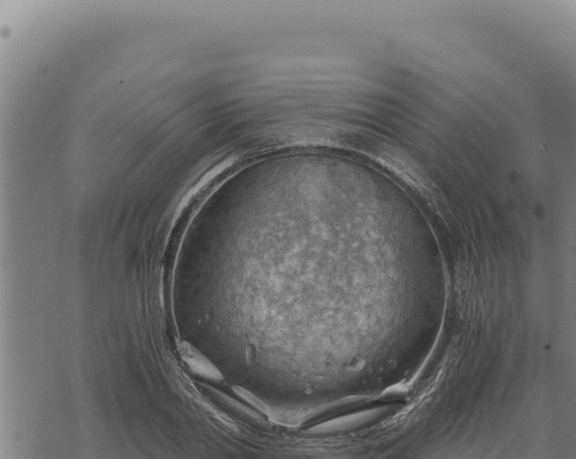 X0000068830790200605121340