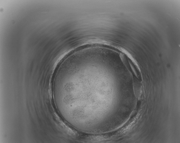 X0000068830791200605121340