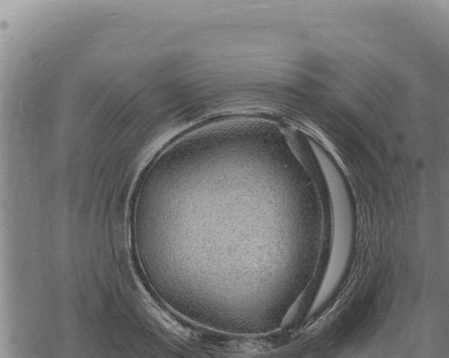 X0000068830795200605121340