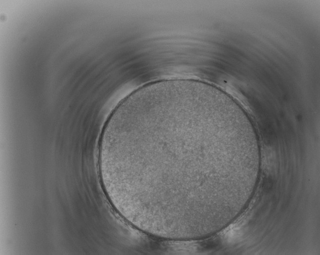 X0000068830856200605121339