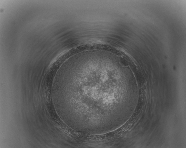 X0000068830919200605121337