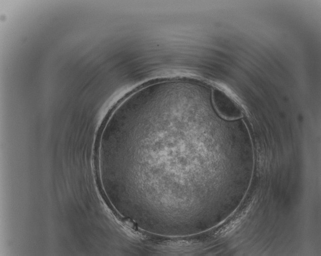 X0000068830943200605121337