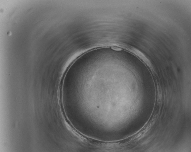 X0000068830958200605121338