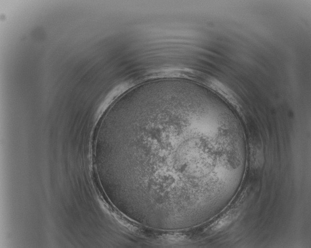 X0000068830994200605121336