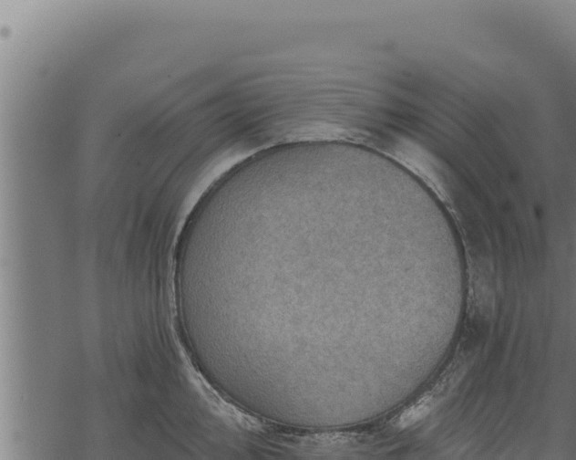 X0000068831000200605121336