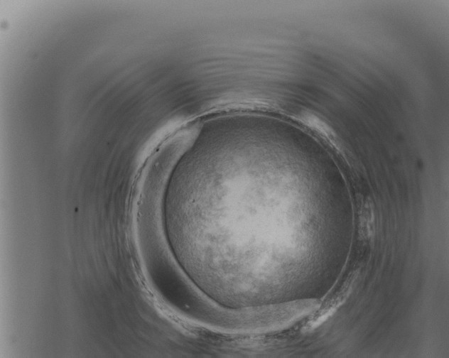 X0000068831038200605121336