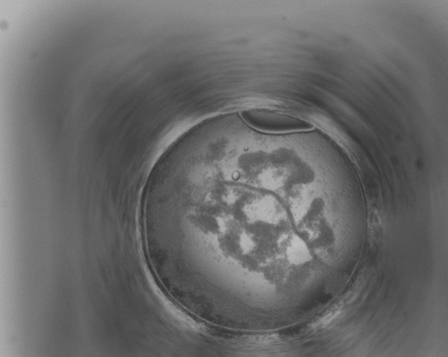 X0000068831055200605121336