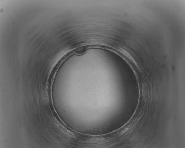 X0000068831068200605121335