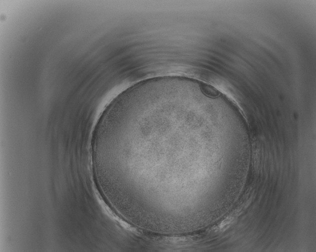 X0000068831088200605121335