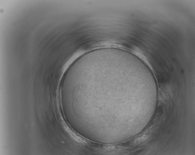 X0000068831098200605121335