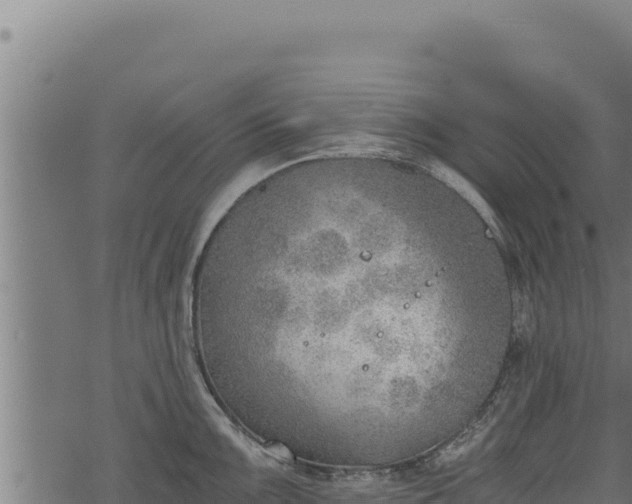 X0000068831099200605121335