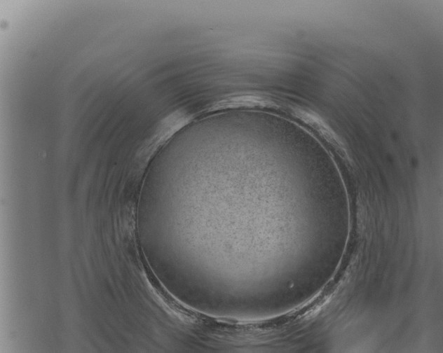 X0000068831233200605121333