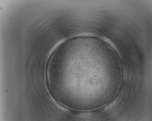 X0000068831237200605121333