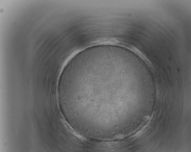 X0000068831240200605121333