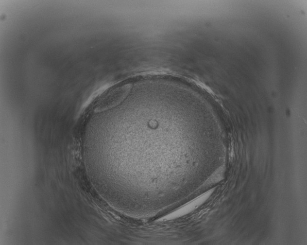 X0000068831255200605121332