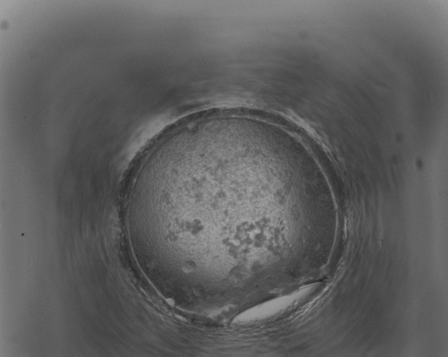 X0000068831263200605121332