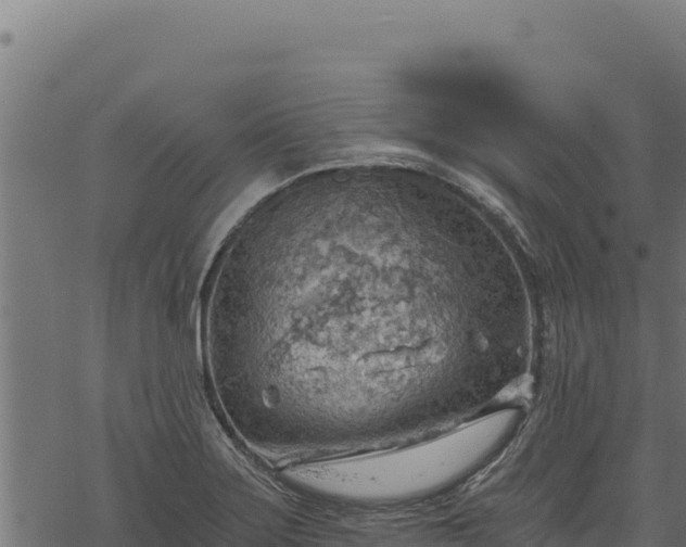 X0000068831275200605121332