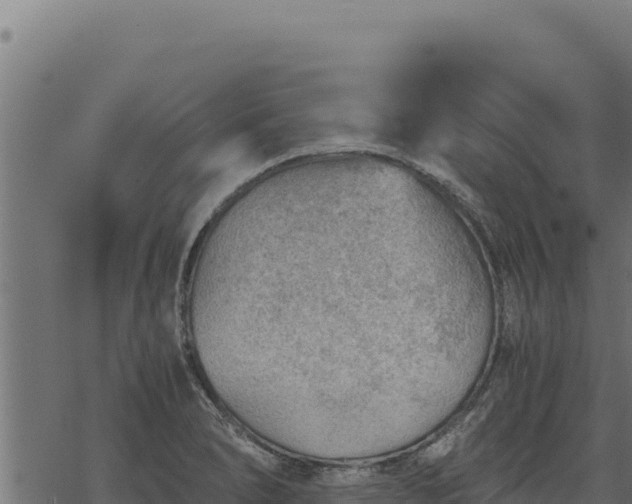 X0000068831278200605121332