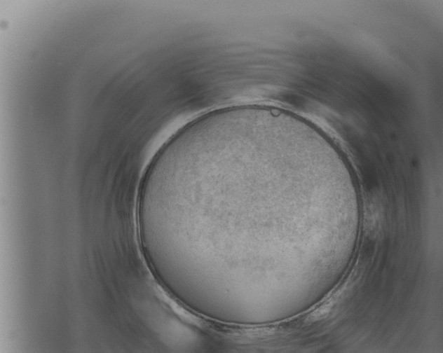 X0000068831294200605121332