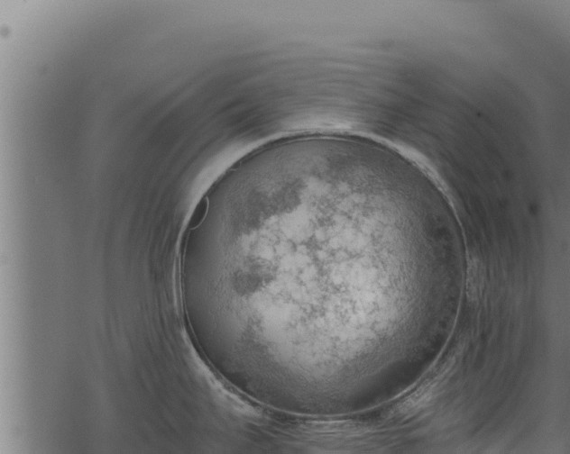 X0000068831295200605121332