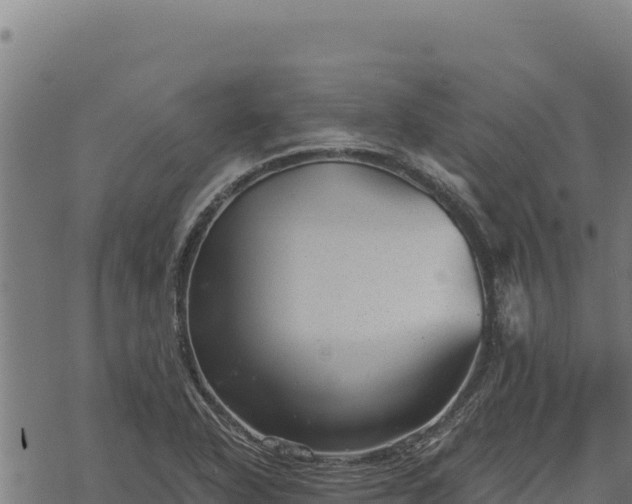 X0000068831318200605121331