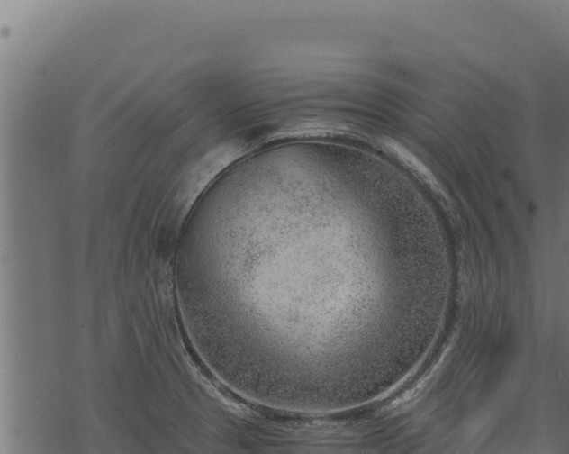 X0000068831329200605121331